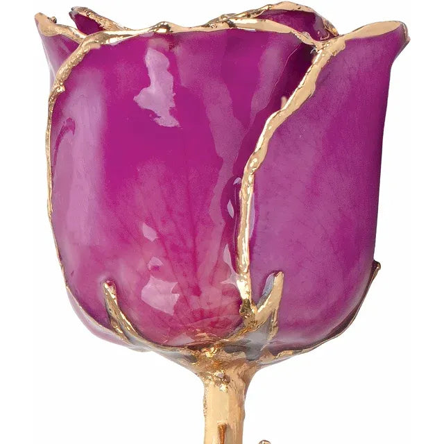 February Amethyst Colored Lacquered Birthstone Rose with Gold Trim
