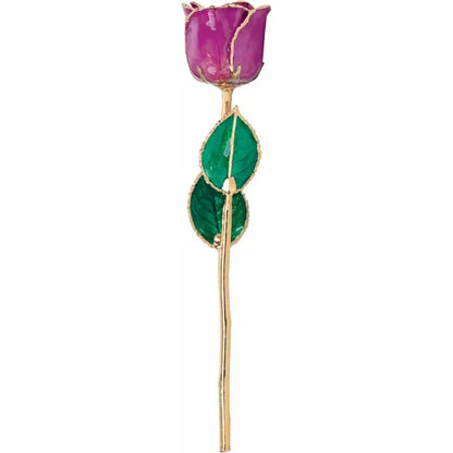 February Amethyst Colored Lacquered Birthstone Rose with Gold Trim
